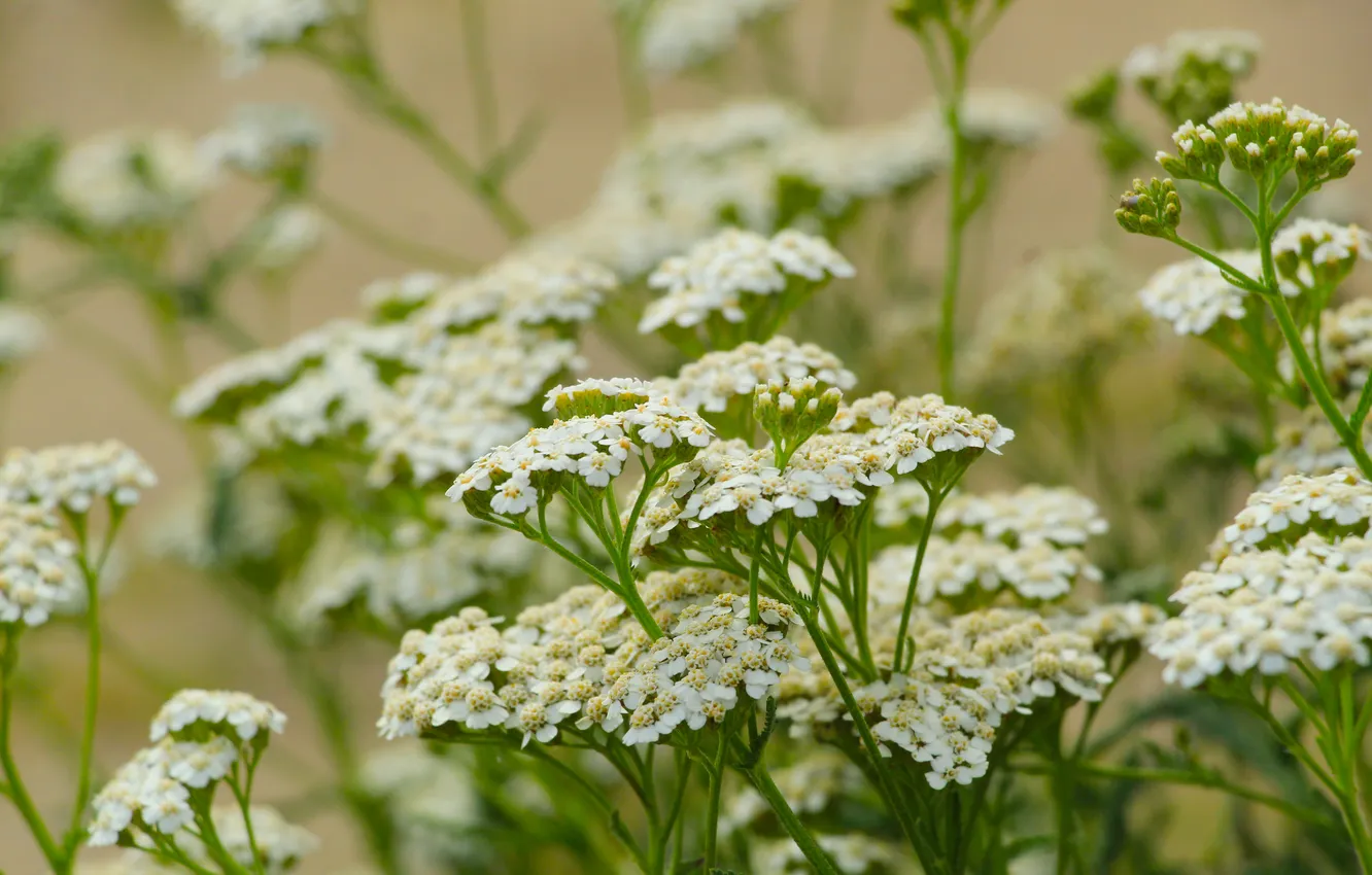 Фото обои white, flower, meadow