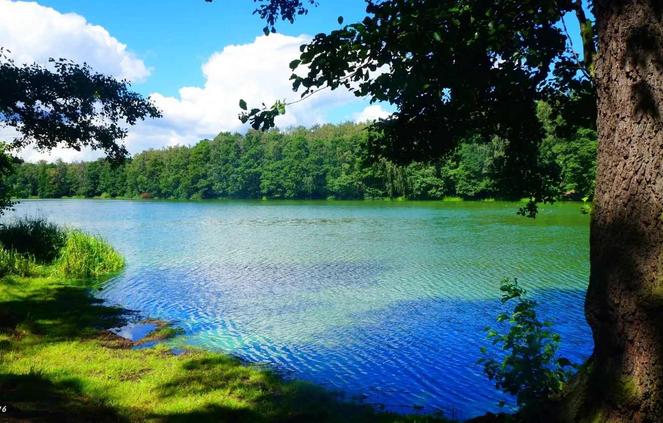 Фото обои forest, river, water, lake