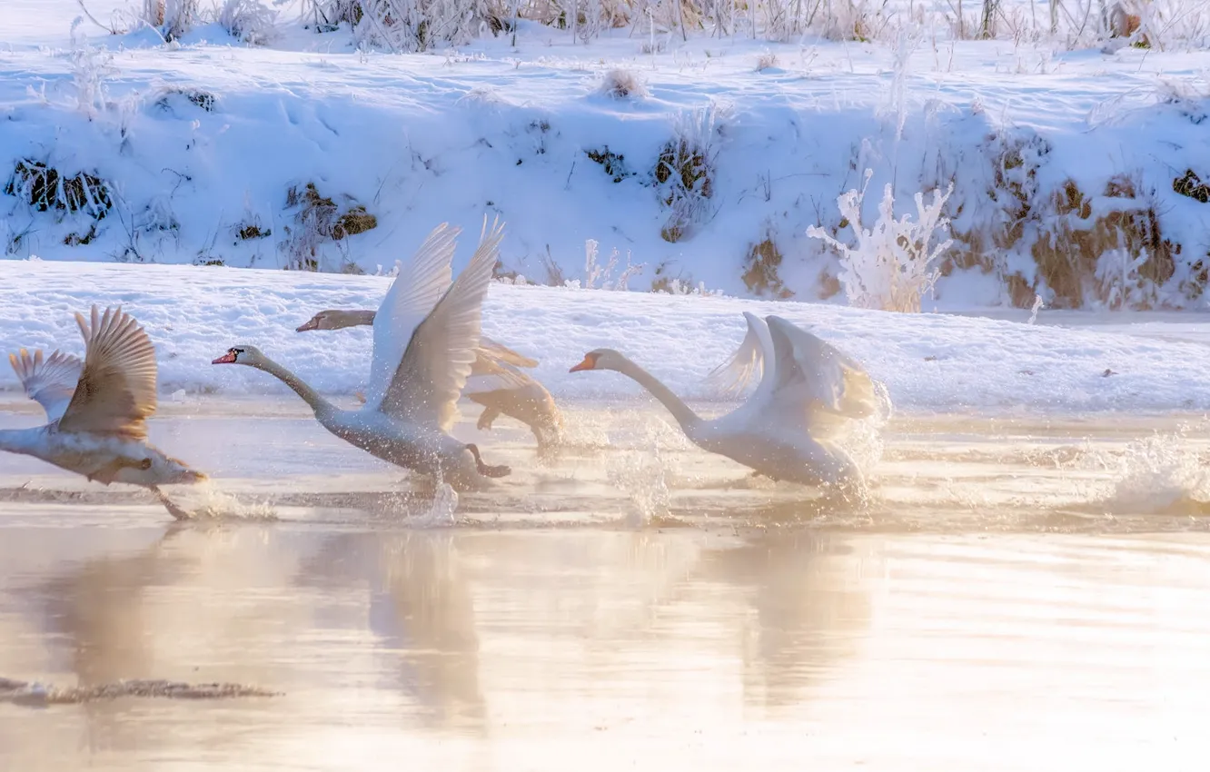 Фото обои зима, вода, снег, птицы, туман, берег, лебеди, взлет