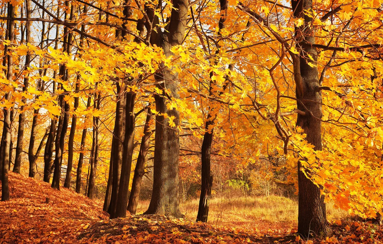 Фото обои осень, лес, деревья
