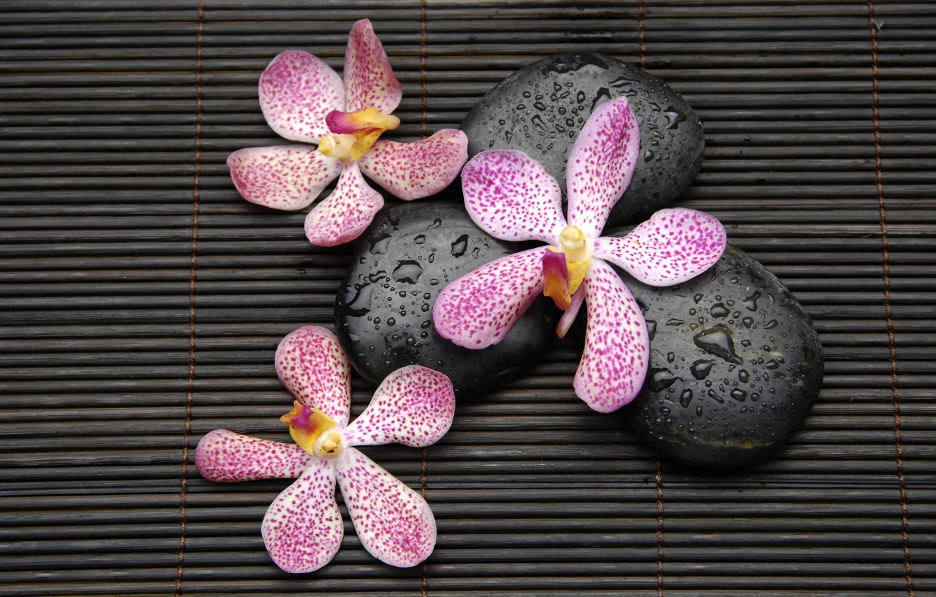 Фото обои капли, цветы, камни, орхидеи