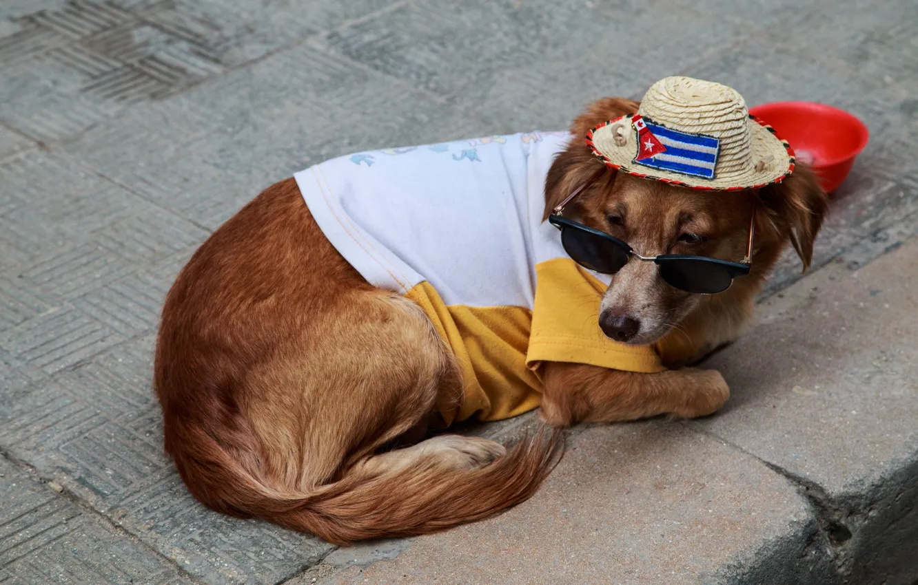 Фото обои улица, собака, шляпа, очки