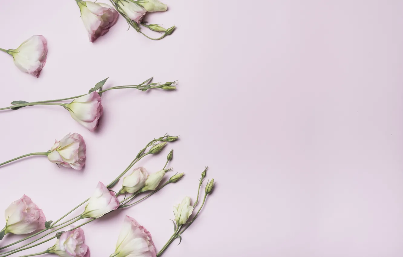 Фото обои цветы, бутоны, розовый фон, pink, flowers, эустома, eustoma
