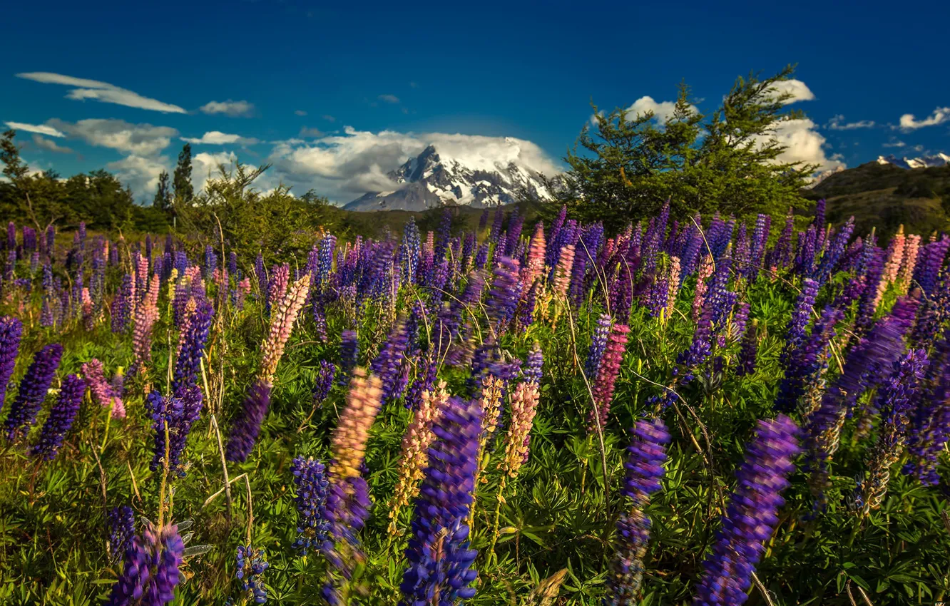 Фото обои цветы, горы, луг, Аргентина, Патагония