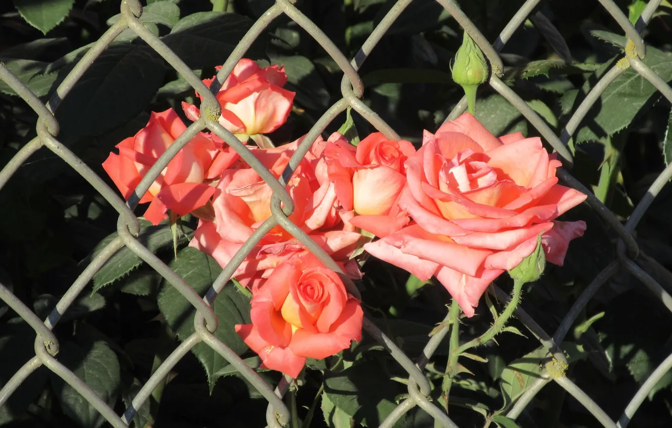 Фото обои Цветы, Сетка, Розовые, Розы, Розовые розы, Meduzanol ©