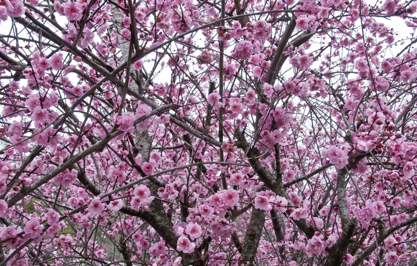 Фото обои небо, ветки, весна, сакура, цветение, pink, blossom, sakura