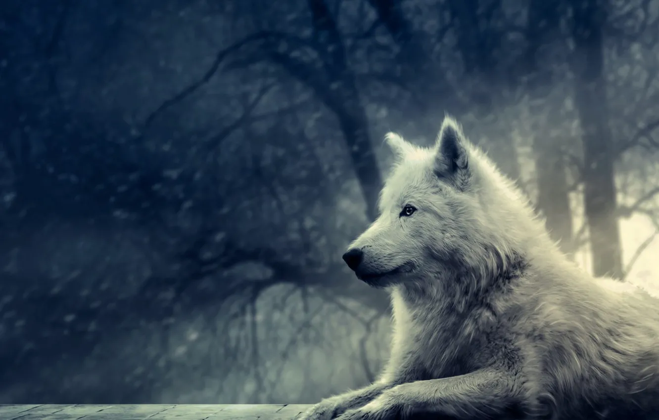 Фото обои лес, белый, снег, волк