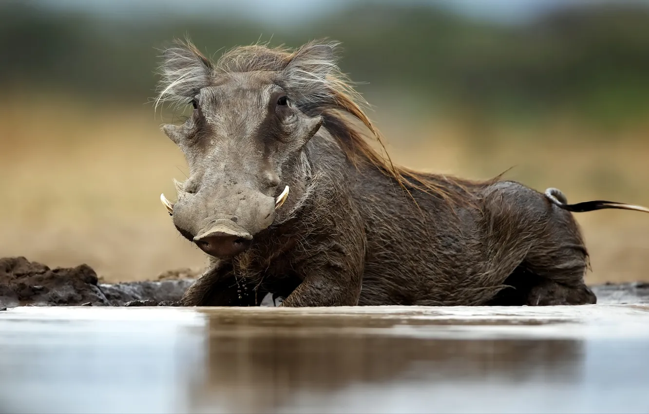 Фото обои mud, warthog, wild boar, Phacochoerus africanus