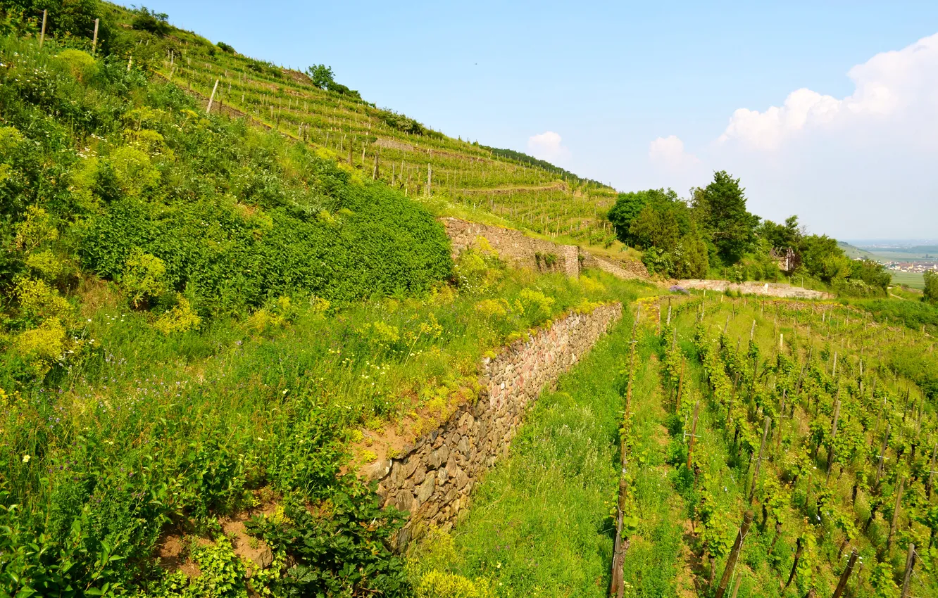 Фото обои зелень, трава, Франция, поля, склон, кусты, плантации, Alsace