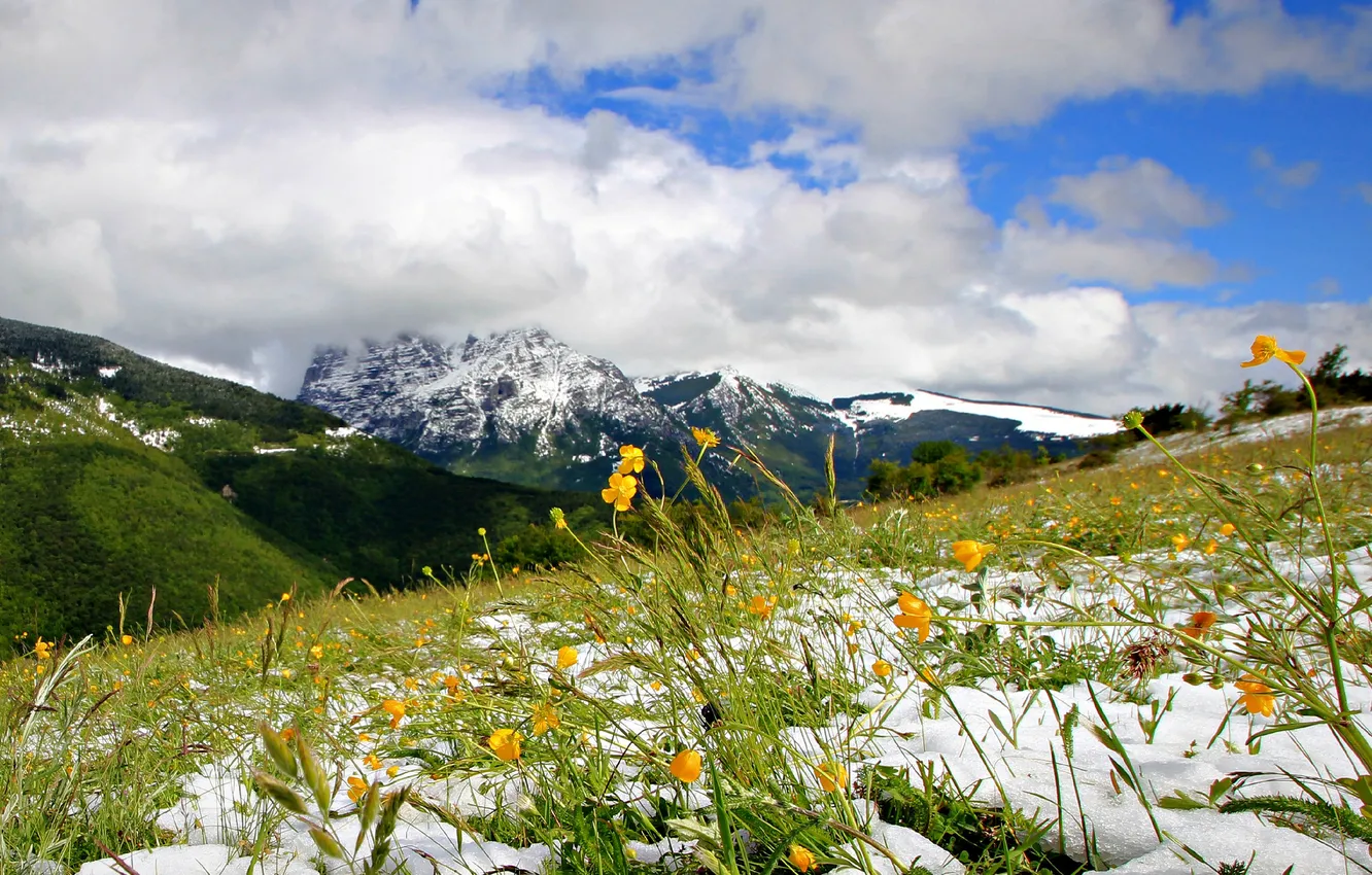 Фото обои небо, снег, цветы, горы, тучи, весна