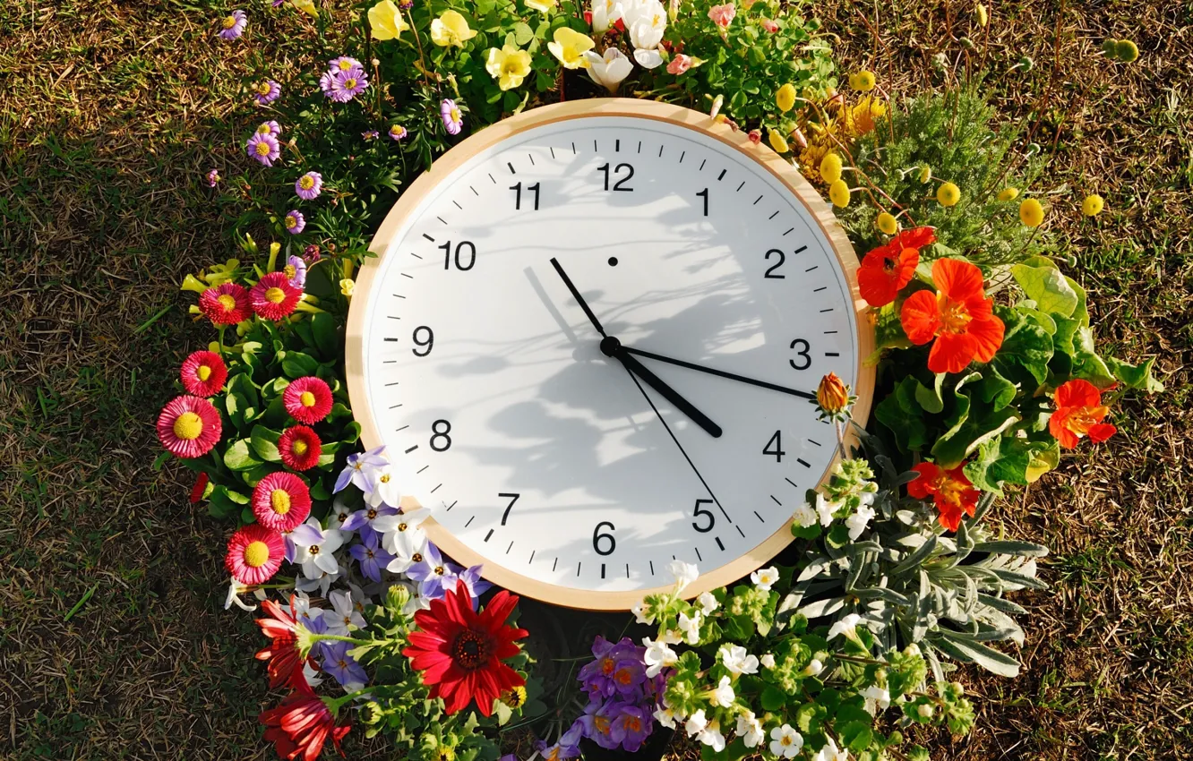 Фото обои трава, цветы, стрелки, часы, циферблат