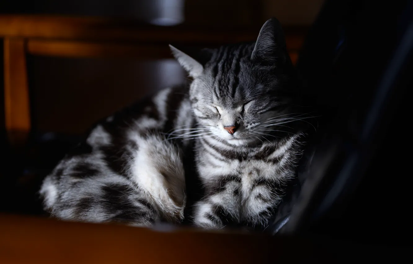 Фото обои кошка, кот, морда, свет, темный фон, серый, отдых, сон