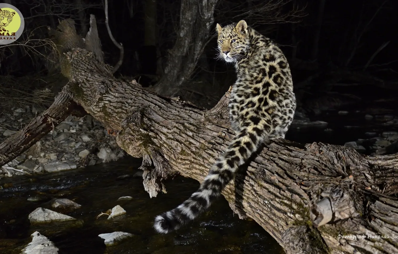 Фото обои leopard, snow, big cat