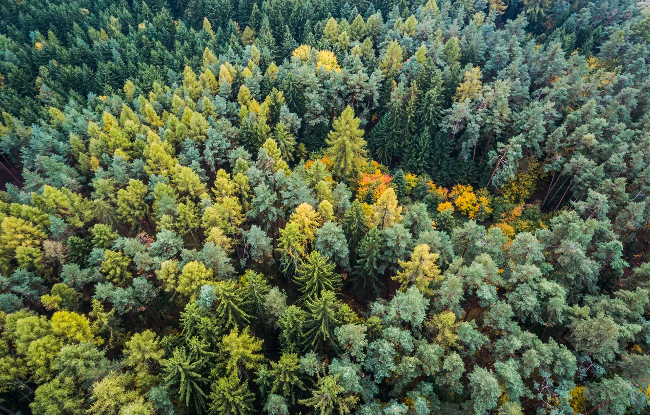 Фото обои colors, forest, trees