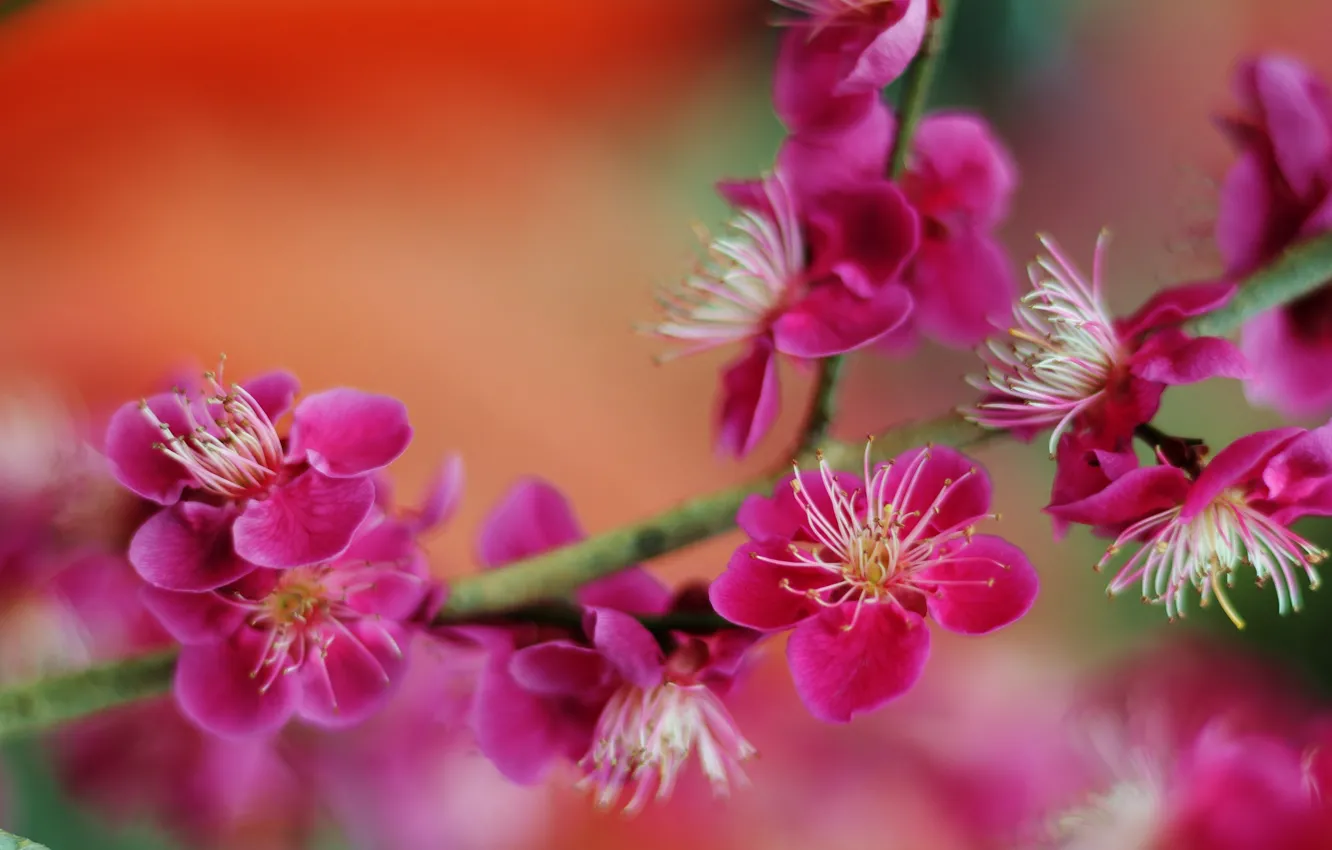 Фото обои макро, фон, ветка, размытость, цветение, цветки, Абрикос японский