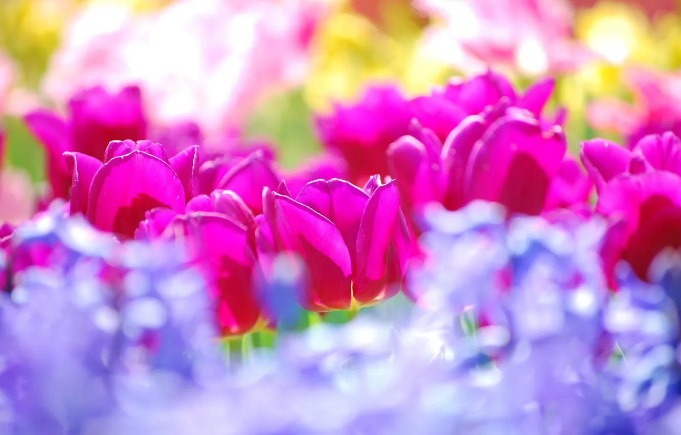 Фото обои цветы, colors, тюльпаны, summer, flowers, tulips, sunny