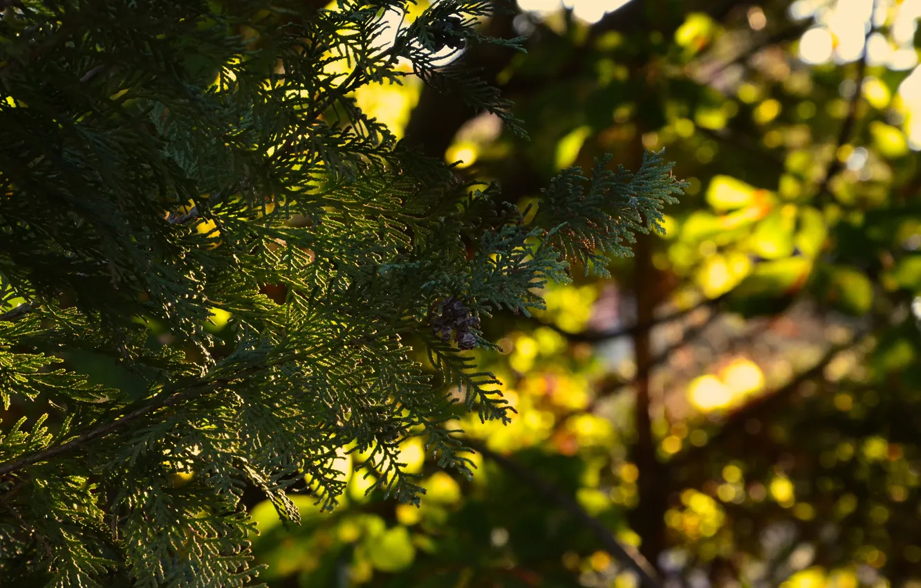 Фото обои зелень, листья, солнце, макро, деревья, закат, природа, веточка