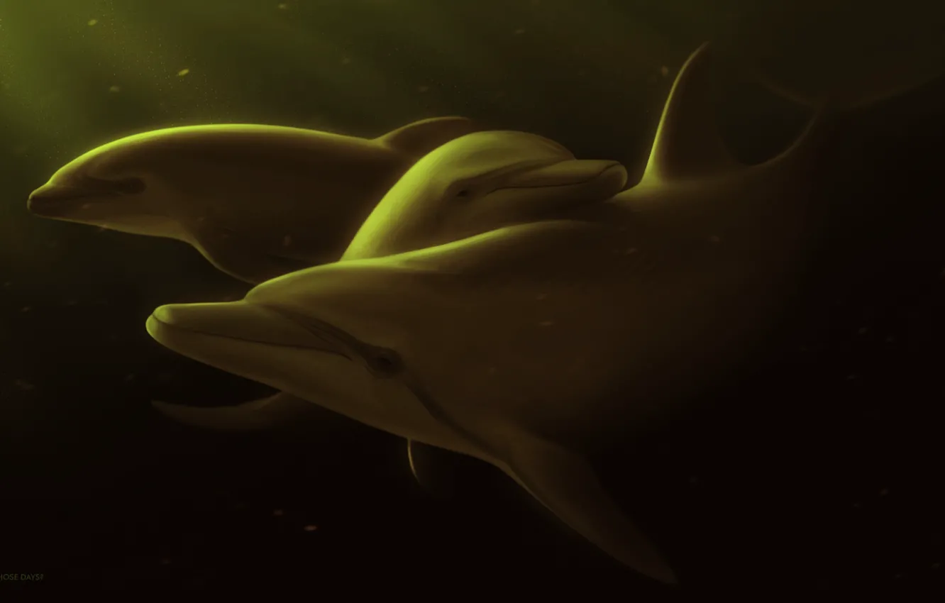 Фото обои море, дельфины, by Ciorano