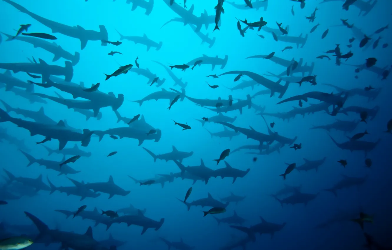 Фото обои sea, ocean, blue, costa rica, shark herd, coco island