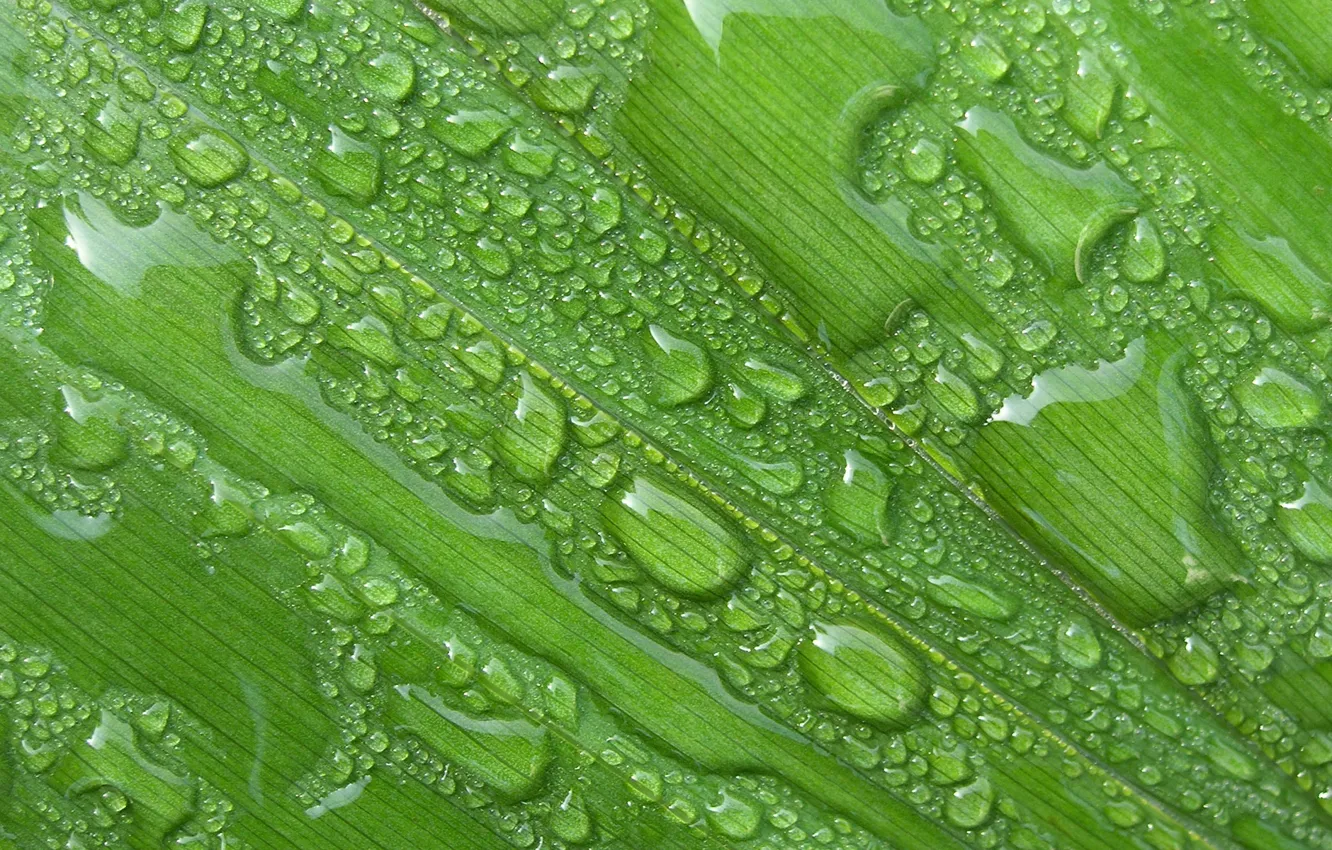 Фото обои лето, листья, вода, капли, лист, дождь