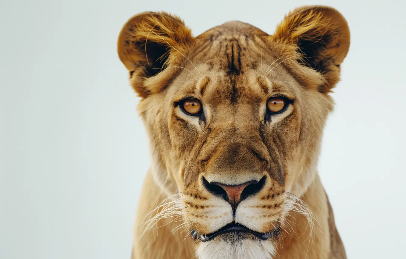 Фото обои look, lioness, feline