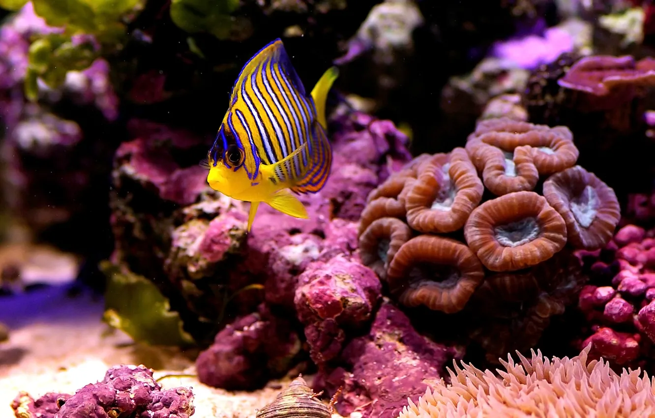 Фото обои море, макро, рыбка, дно, кораллы