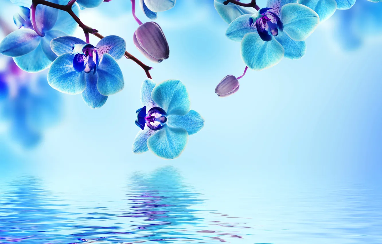 Фото обои вода, цветы, цветение, орхидея, blue, water, flowers, beautiful