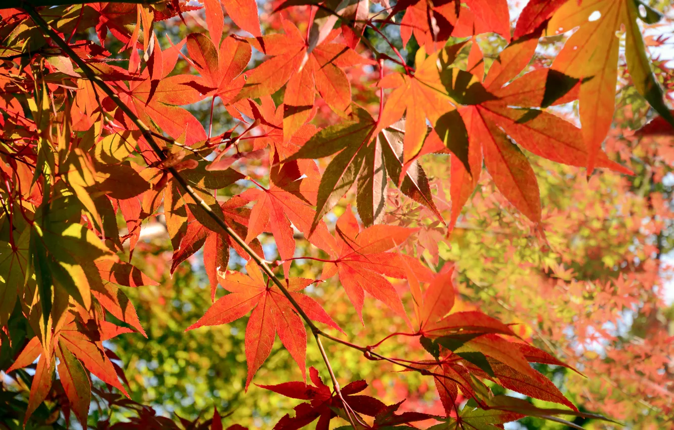 Фото обои осень, листья, colorful, клен, autumn, leaves, осенние, maple