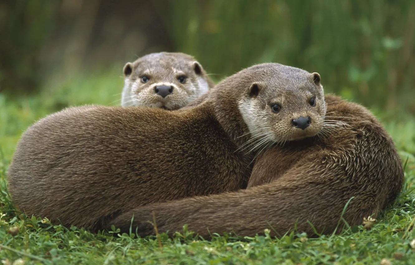 Фото обои animals, wildlife, mammals, otters