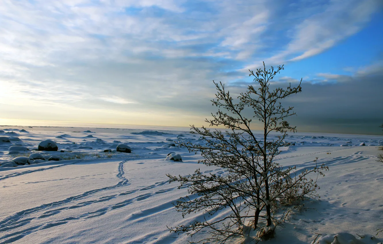 Фото обои зима, небо, облака, деревья, пейзаж, закат, природа, реальное фото