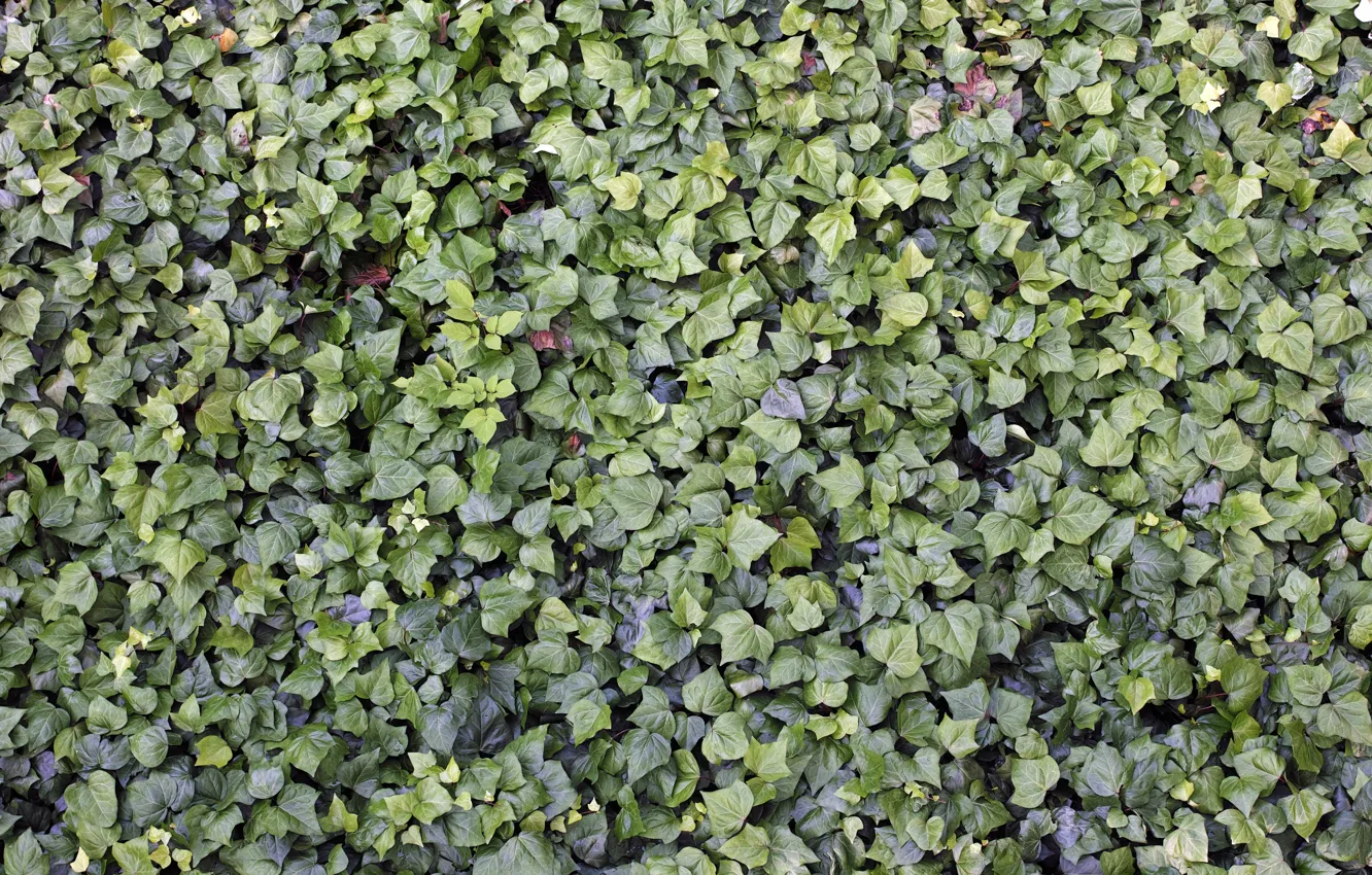 Фото обои зелень, лето, листья, кусты, Quattro, Sigma, Foveon