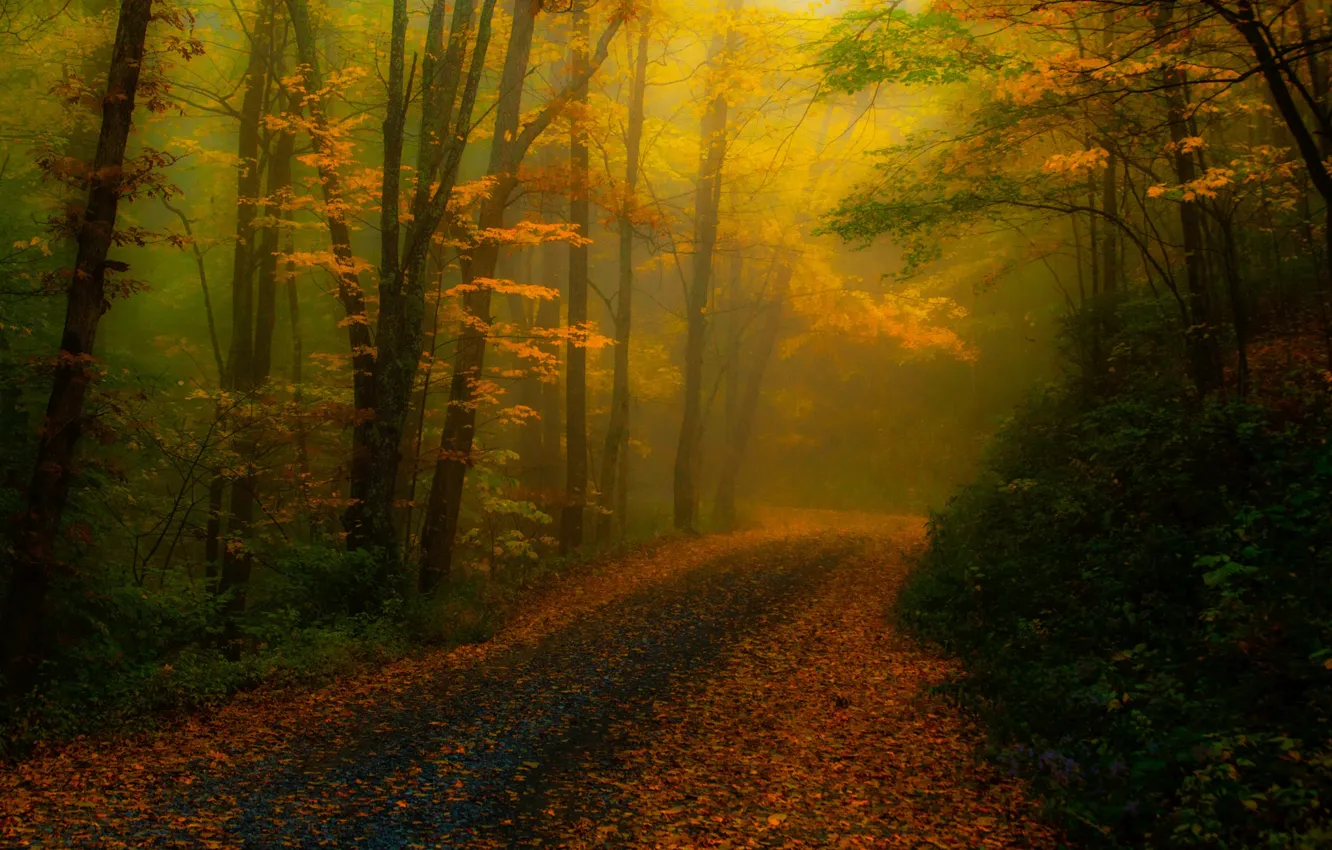 Фото обои дорога, осень, лес, деревья, природа, туман, листва, обработка