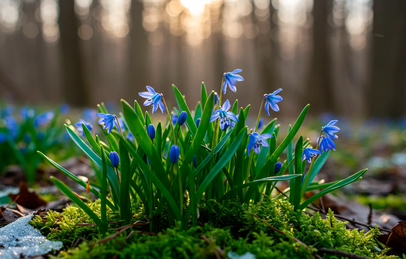 Фото обои лес, солнце, мох, весна, forest, sun, пролески, spring
