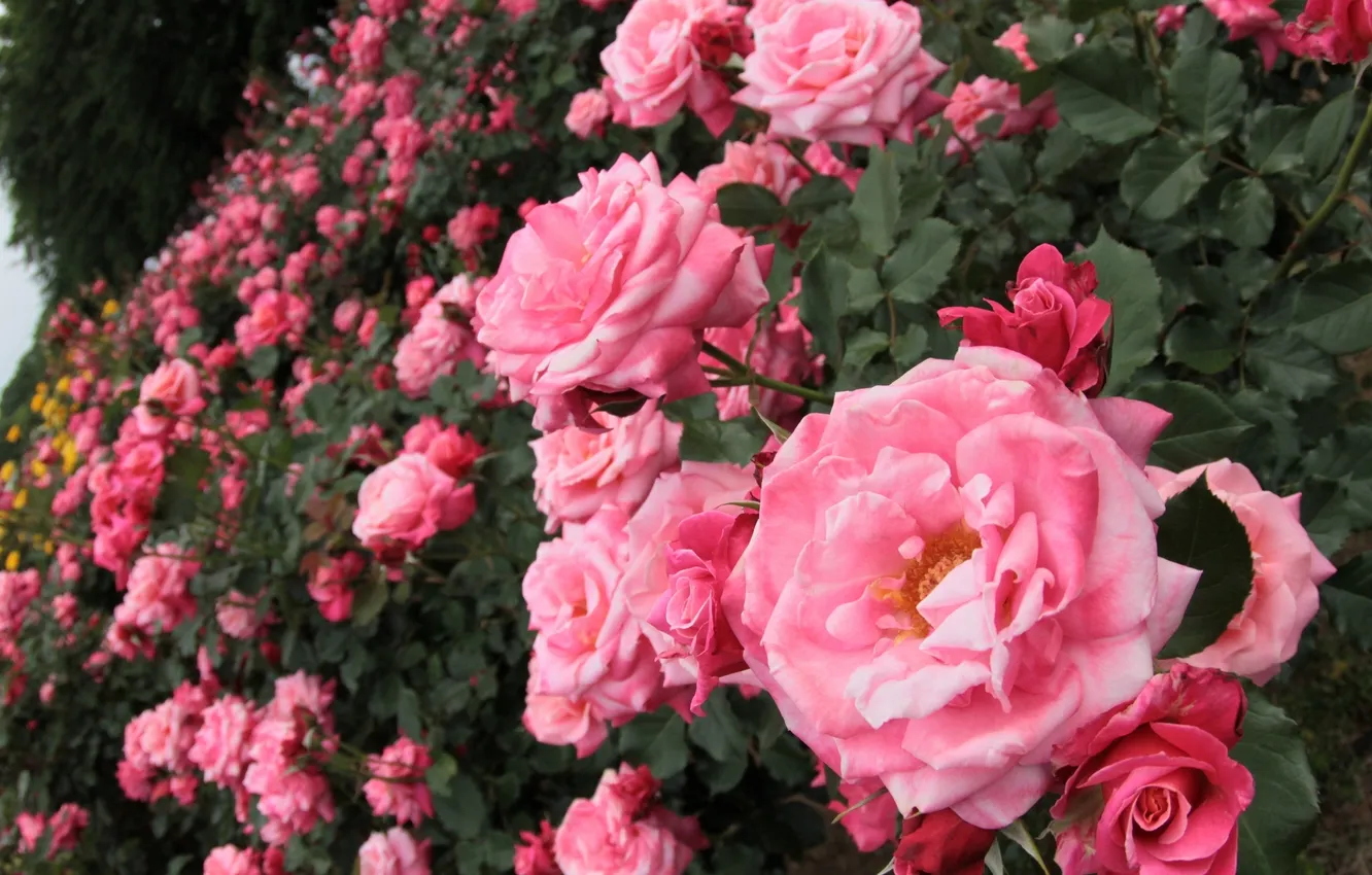 Фото обои розы, розовые, кусты