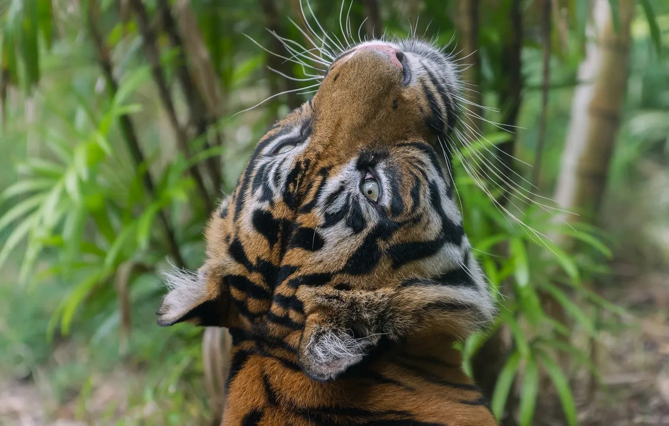 Фото обои усы, морда, тигр, хищник, дикая кошка