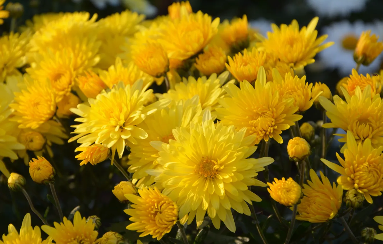 Фото обои цветы, букет, желтые, хризантемы
