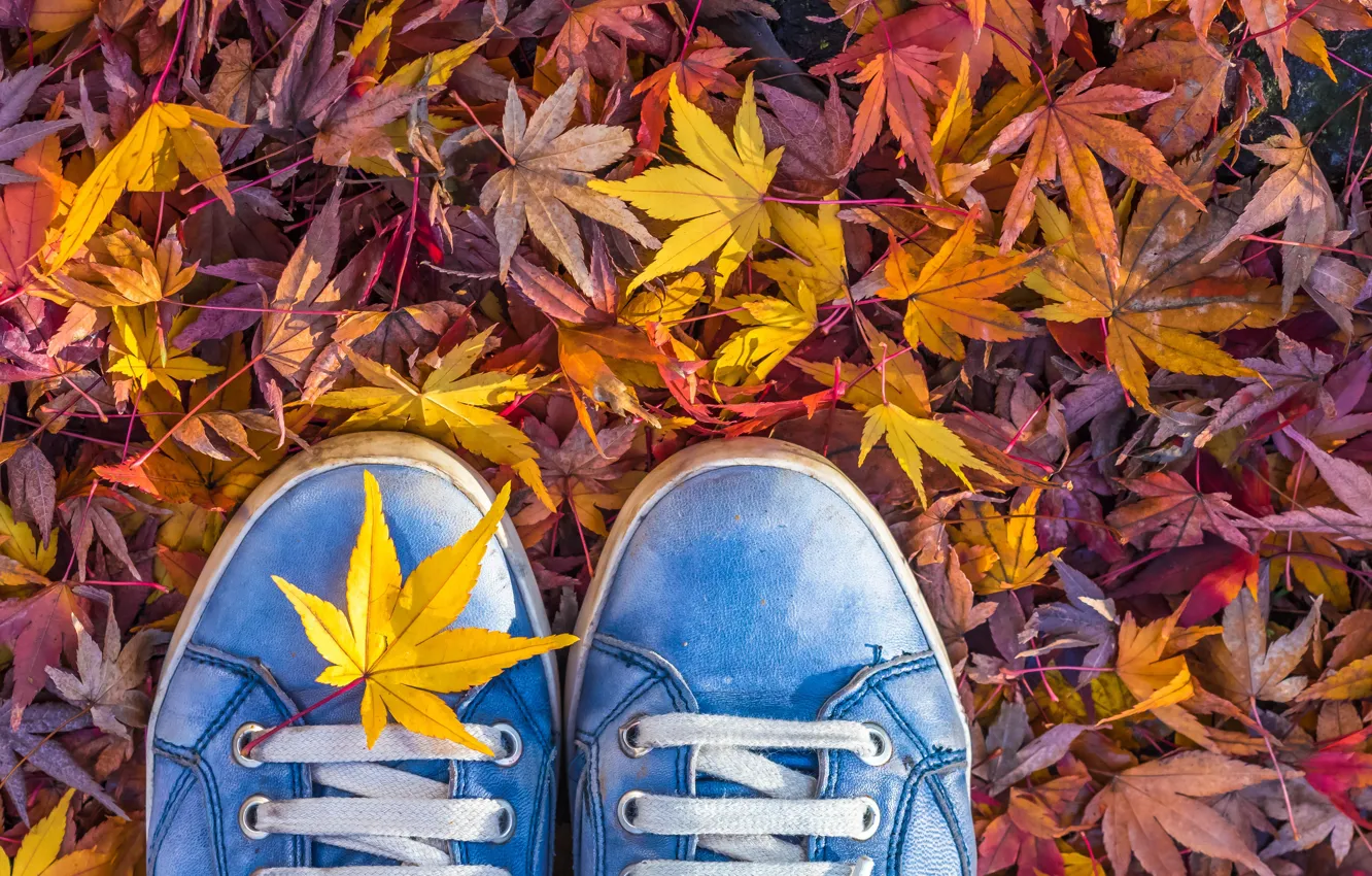 Фото обои осень, листья, кеды, шнурки