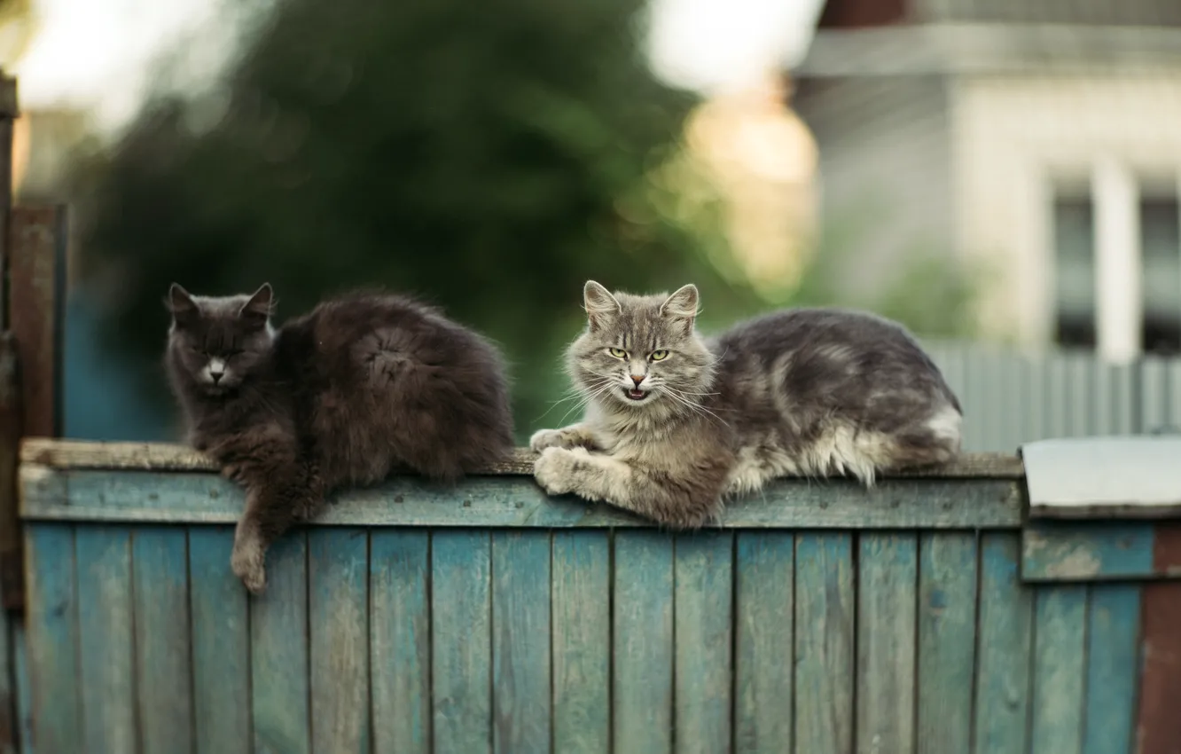 Фото обои кошки, коты, забор