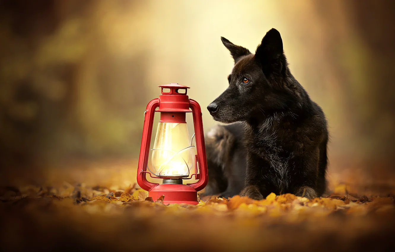 Фото обои осень, листья, собака, фонарь, боке