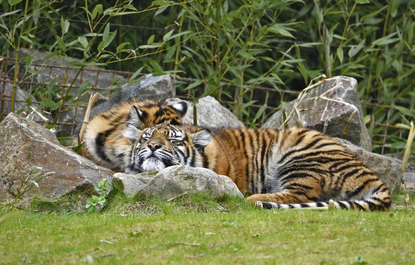 Фото обои трава, кошки, тигр, отдых, сон, пара, амурский