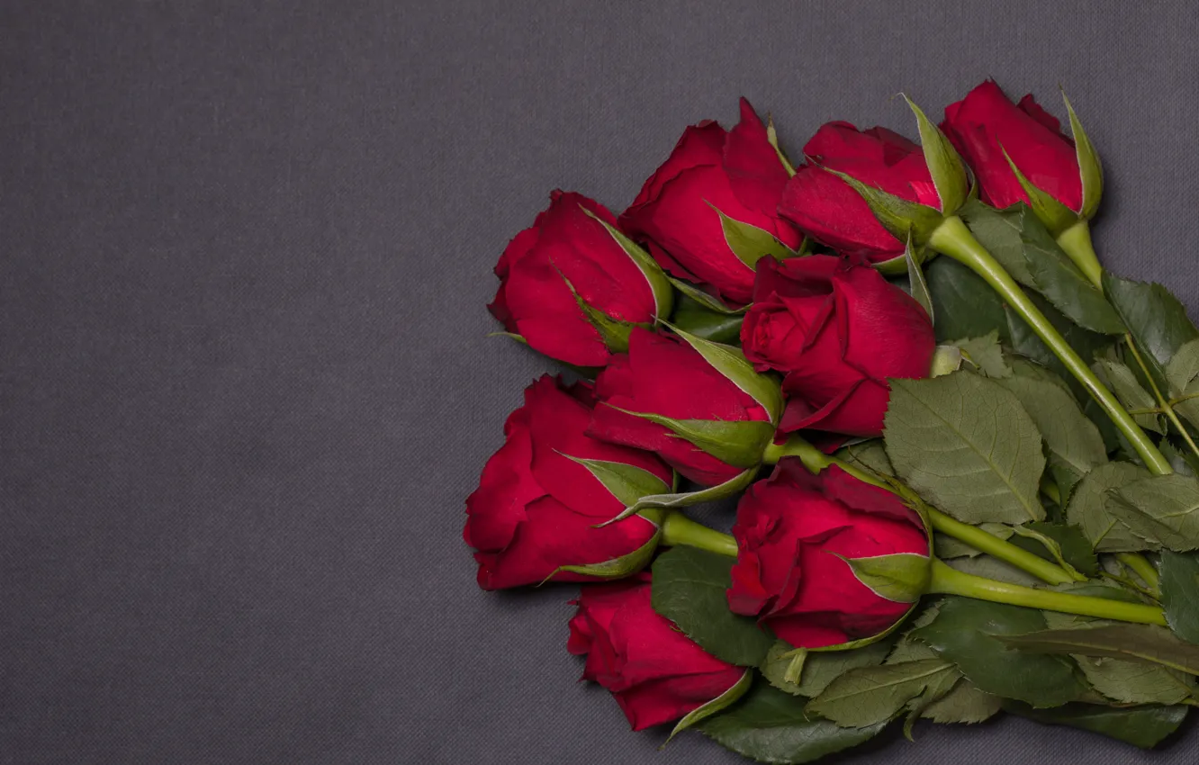 Фото обои цветы, розы, красные, red, бутоны, flowers, romantic, roses