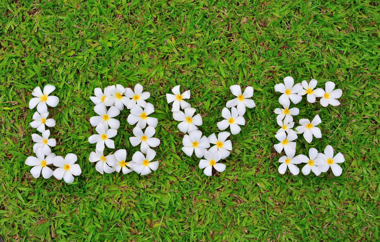 Фото обои трава, любовь, цветы, love, white, grass, flowers, romantic