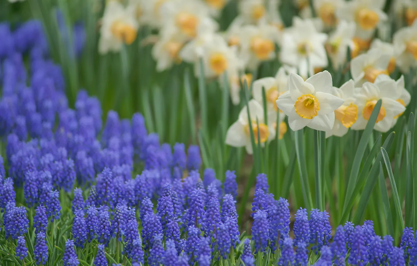 Фото обои цветы, поляна, весна, голубые, нарциссы, мускари