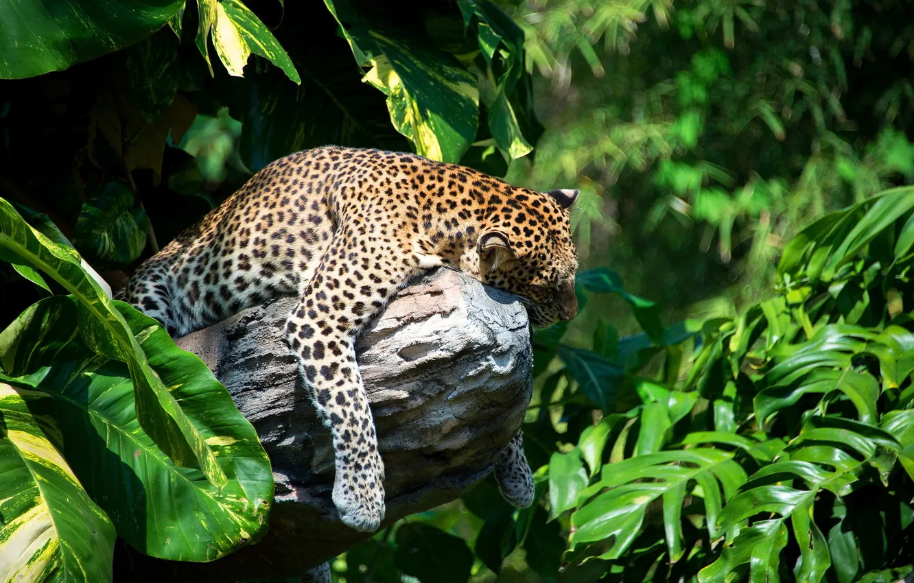 Фото обои тропики, отдых, листва, хищник, леопард