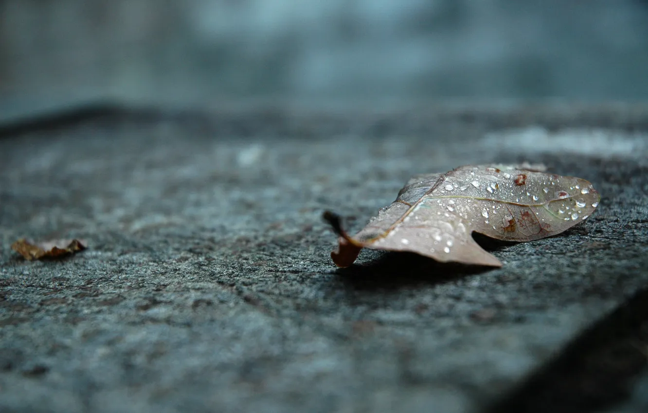Фото обои осень, вода, капли, дождь, листик, лежит, дубовый