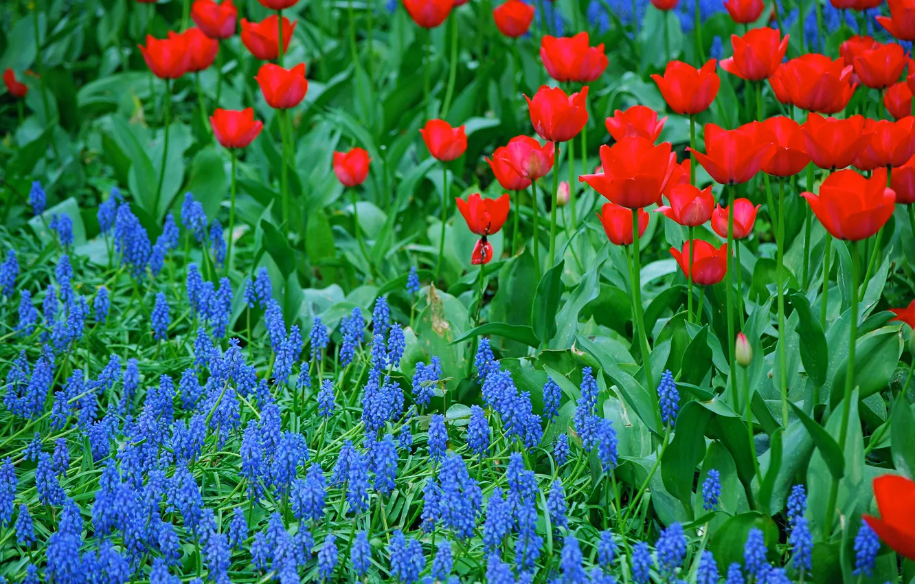 Фото обои лепестки, сад, луг, тюльпаны