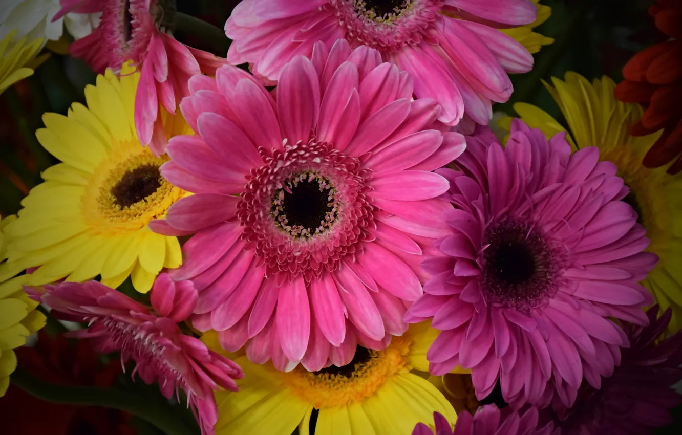 Фото обои Flowers, Colors, Gerbera, Герберы, Розовые герберы