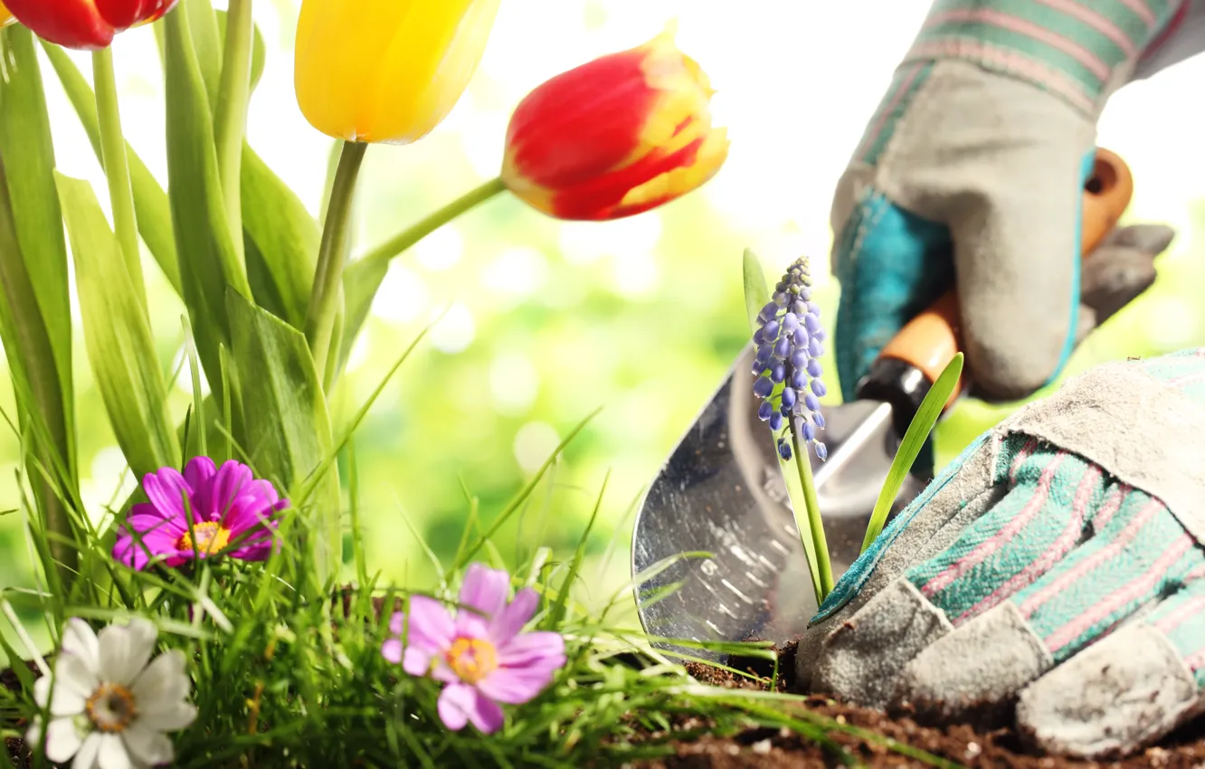 Фото обои earth, flowers, gloves