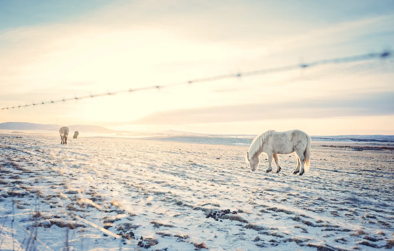 Фото обои зима, поле, небо, облака, свет, снег, конь, холмы