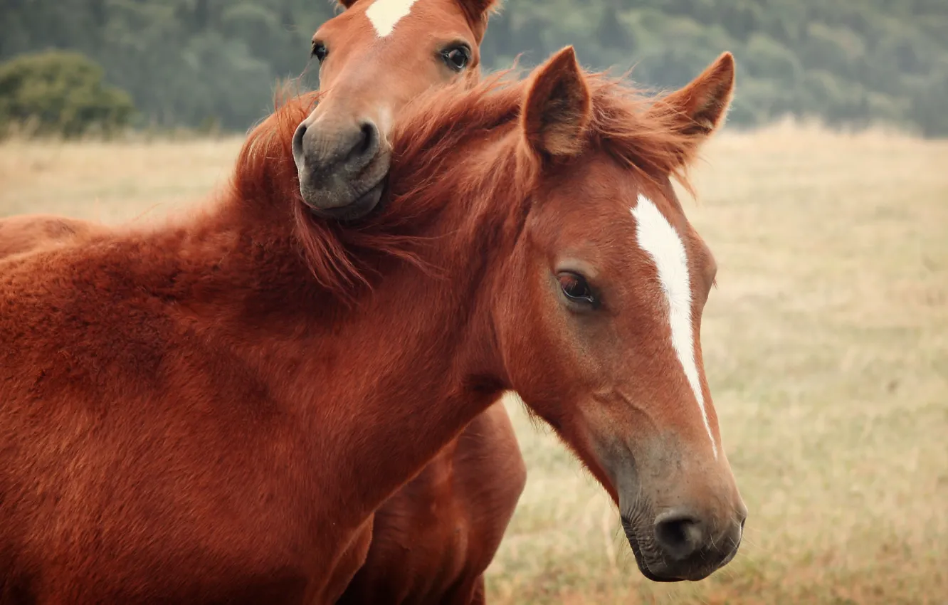 Фото обои конь, лошадь, лошади, две лошади